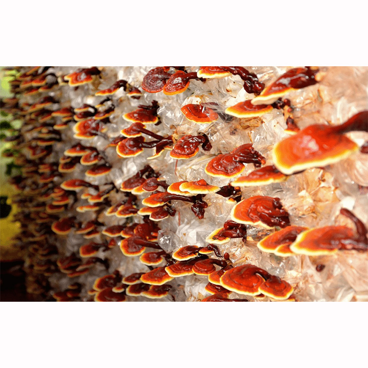 Reishi Mushroom Capsules vs. Organic Powder: What to Choose?